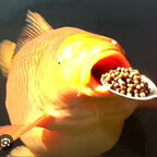 GreedyChagoi avatar