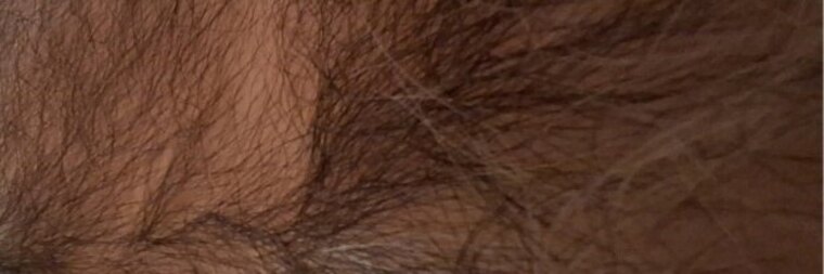 Greek Daddy Bear banner image