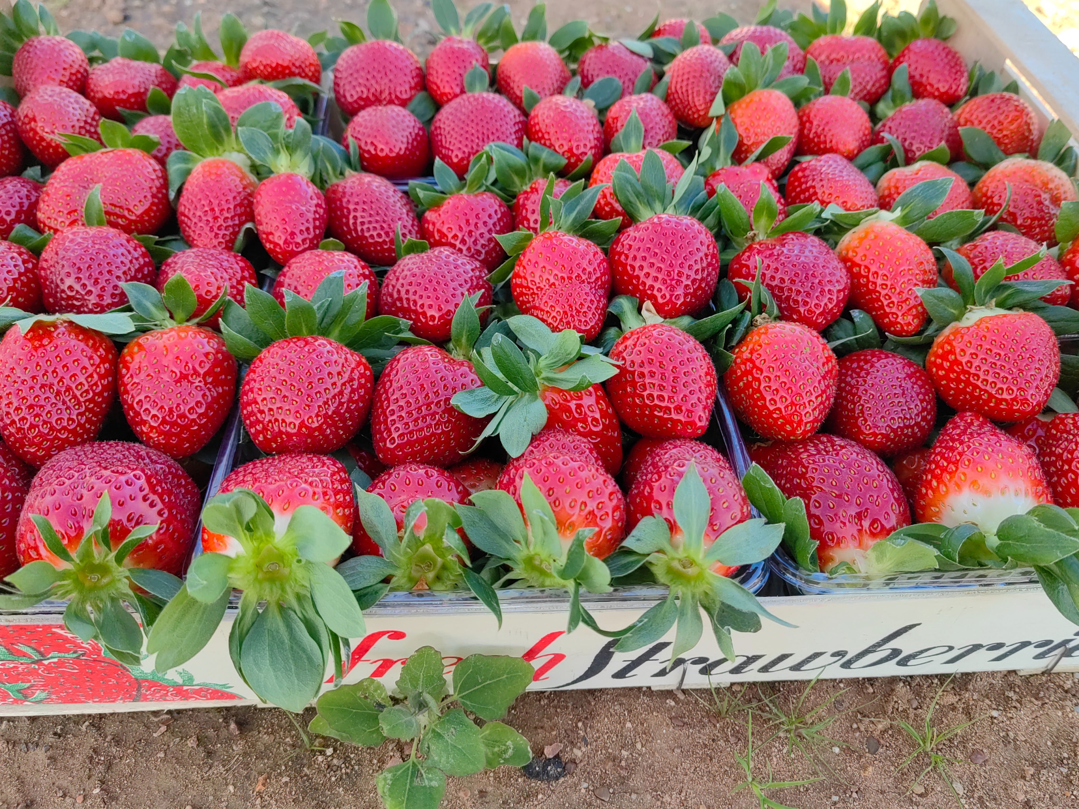 Greek Strawberry banner image