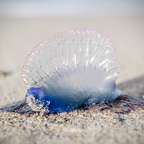 Greg Larro Photography avatar
