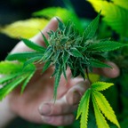Grow Weeds On Balcony avatar
