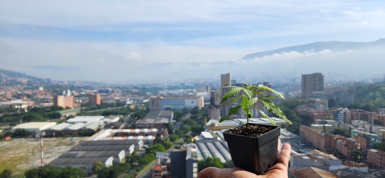 Grow Weeds On Balcony banner image