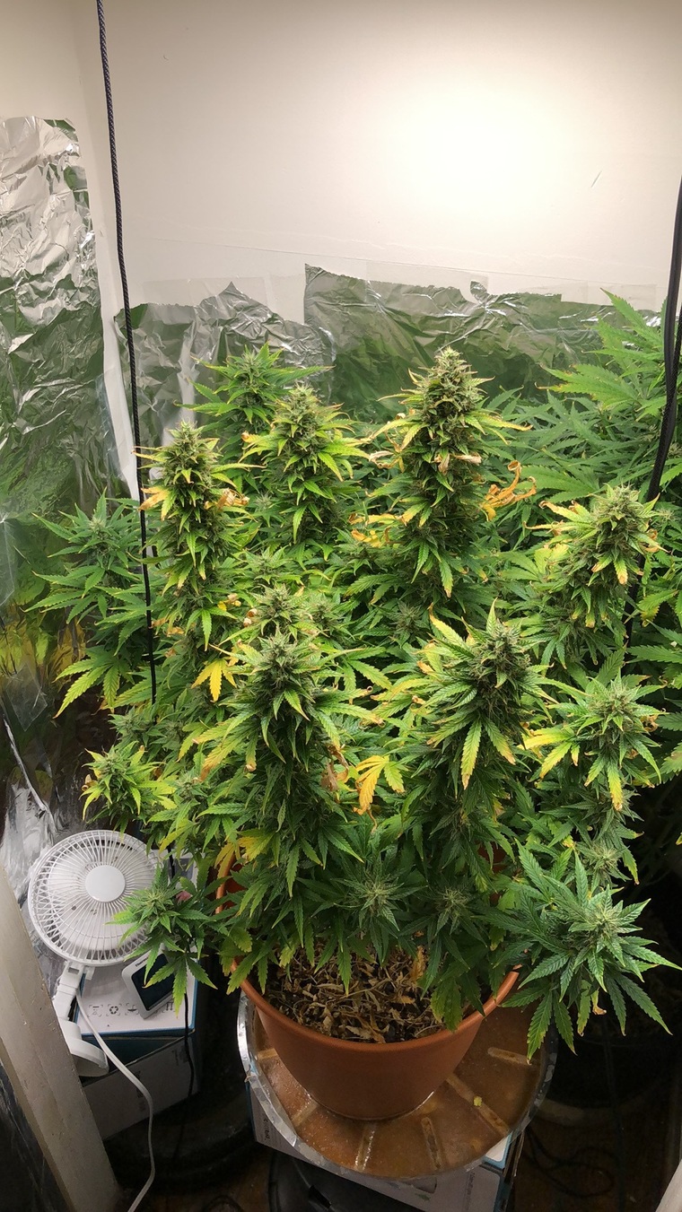 Shon popi’s Grow school cover image