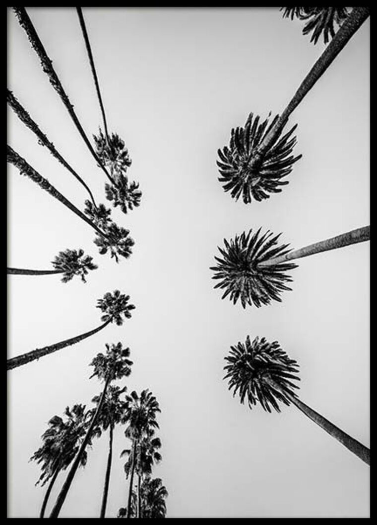 Sizzle cover image