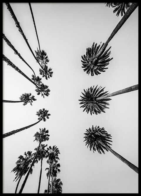 Sizzle cover image