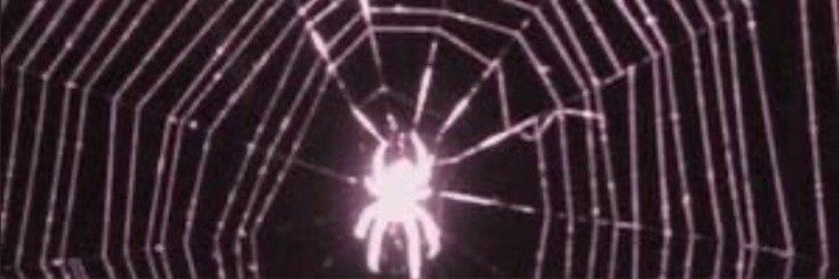Lucy 🕷️ banner image