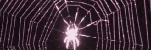 Lucy 🕷️ cover image