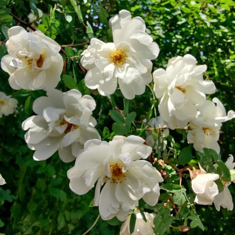 Hannah cover image