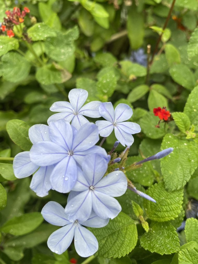 Hailey cover image