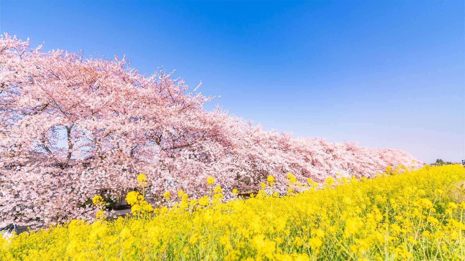 りのっくま banner image