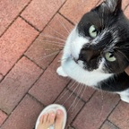 T Toes avatar