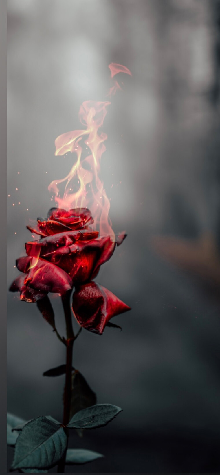 Hannaxox cover image