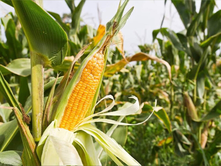 Hannah Farm banner image