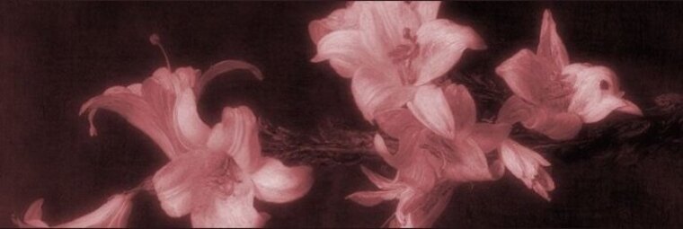 Hannah 🫶🏻 banner image