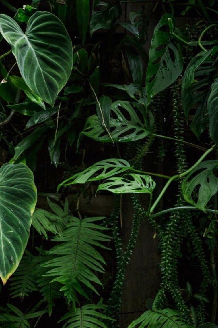 Han cover image