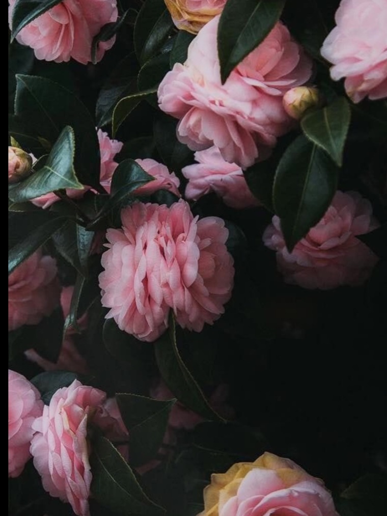 HapaCutie🌺 cover image