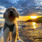 HarleyDog avatar