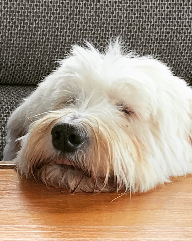 HarleyDog banner image