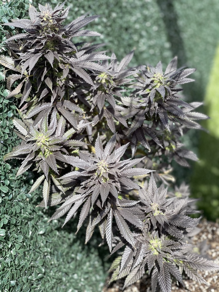 HashyAshy💚 cover image