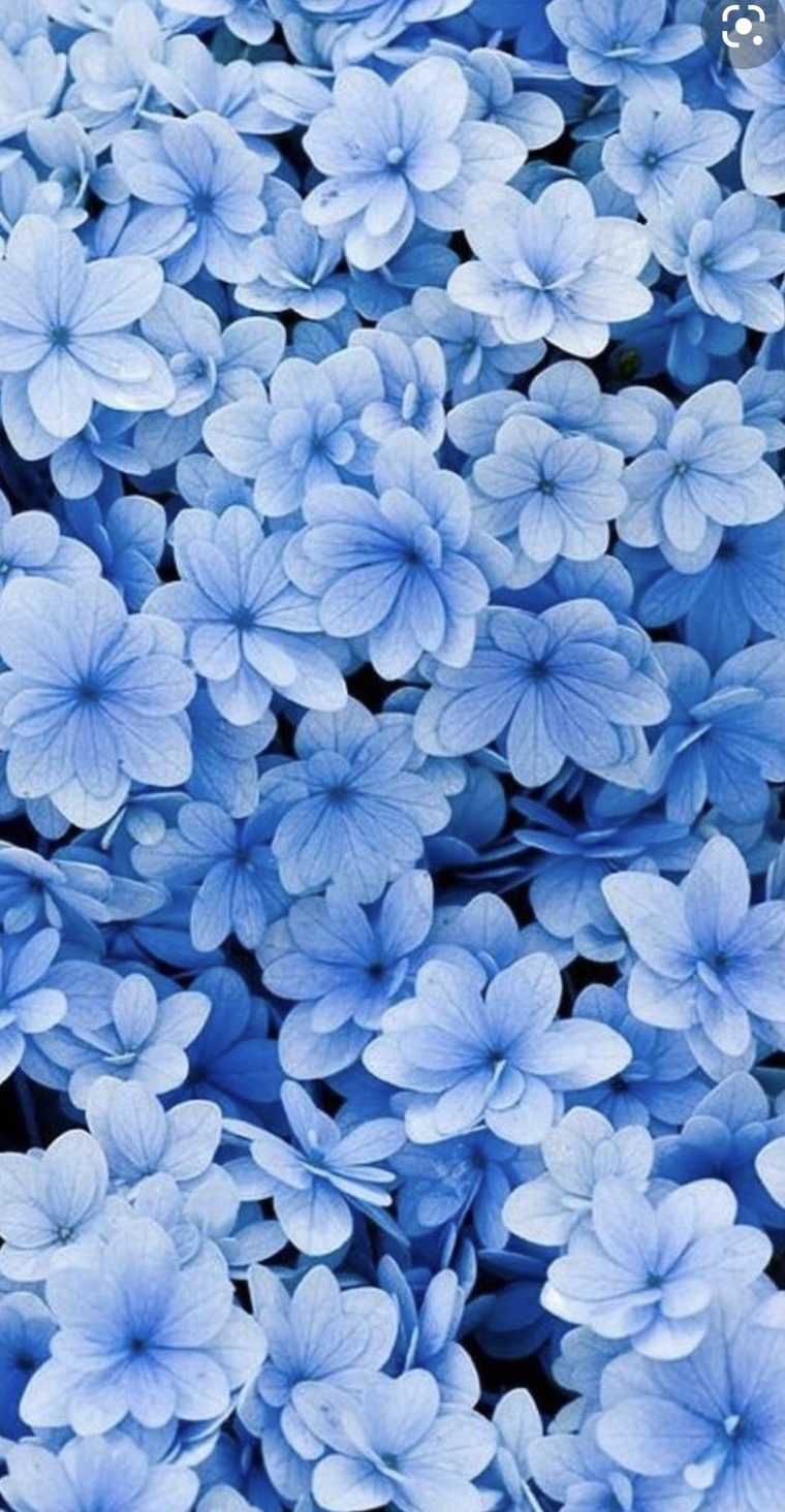 michelle banner image