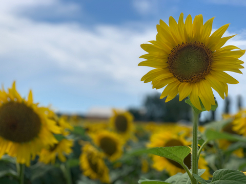 Sunflower Goddess🌻 cover image