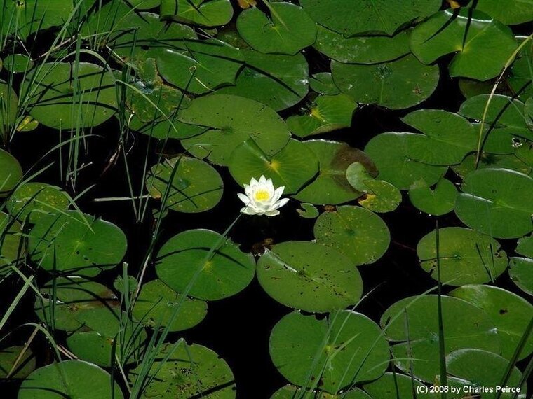 Lily cover image