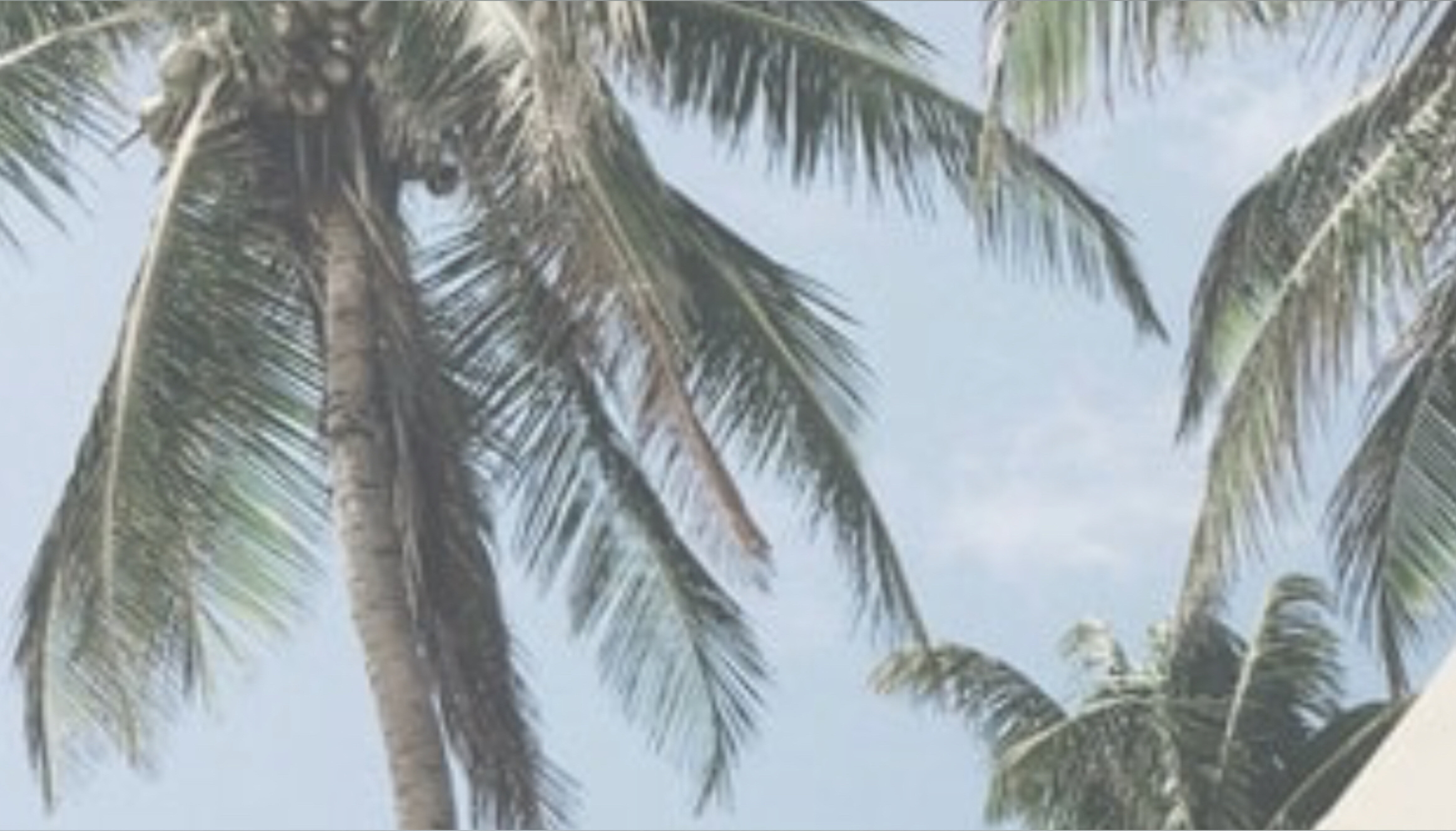 Bella ๐บ banner image