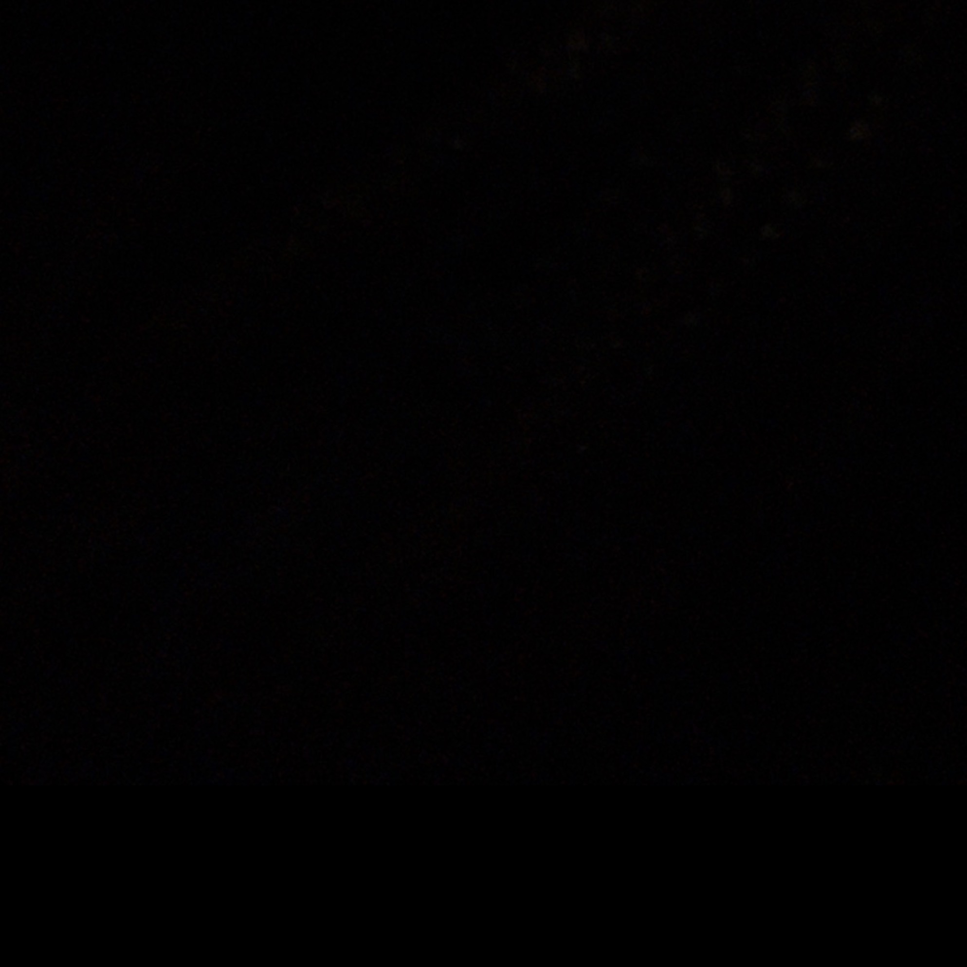 Kiwi banner image