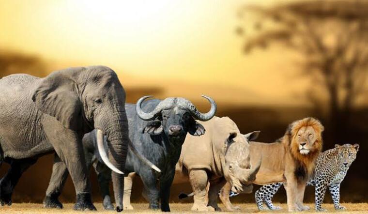 Hlokoloza cover image