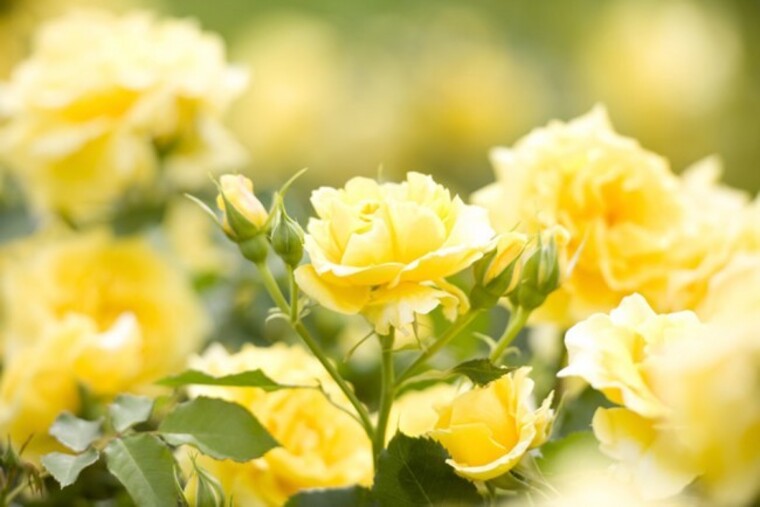 Holly Ivy banner image