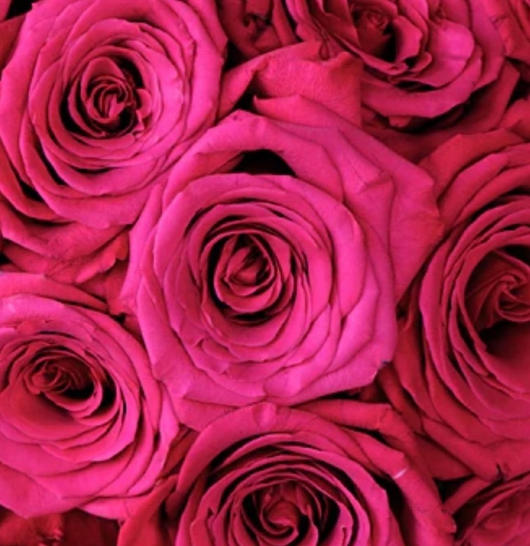 Holly Rosee cover image
