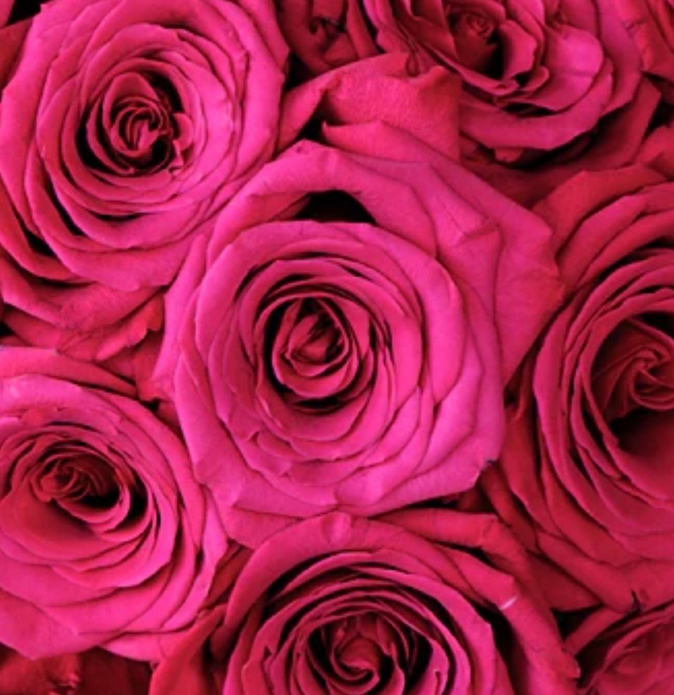 Holly Rosee banner image