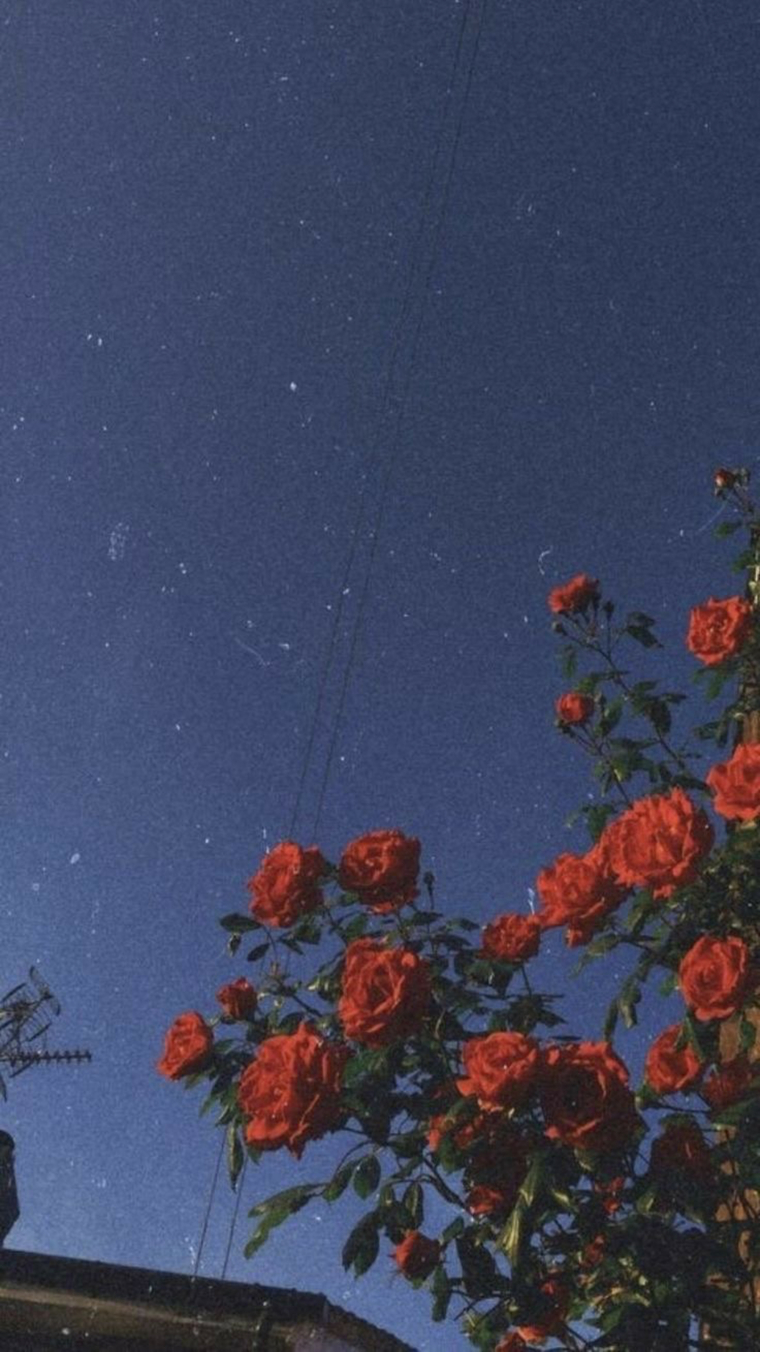 🐝 cover image
