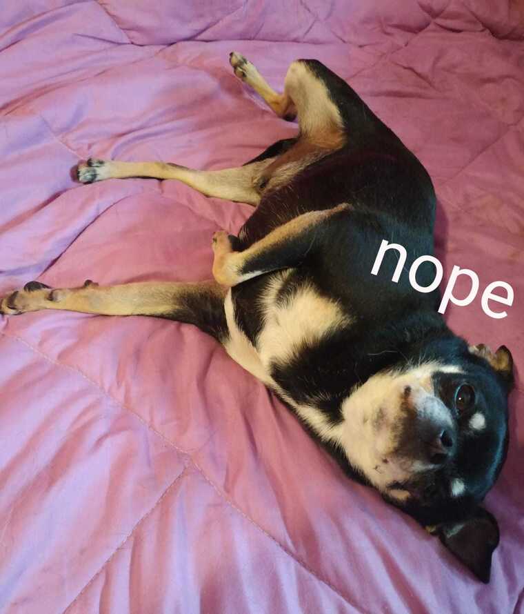 FREE Horny Poppet banner image
