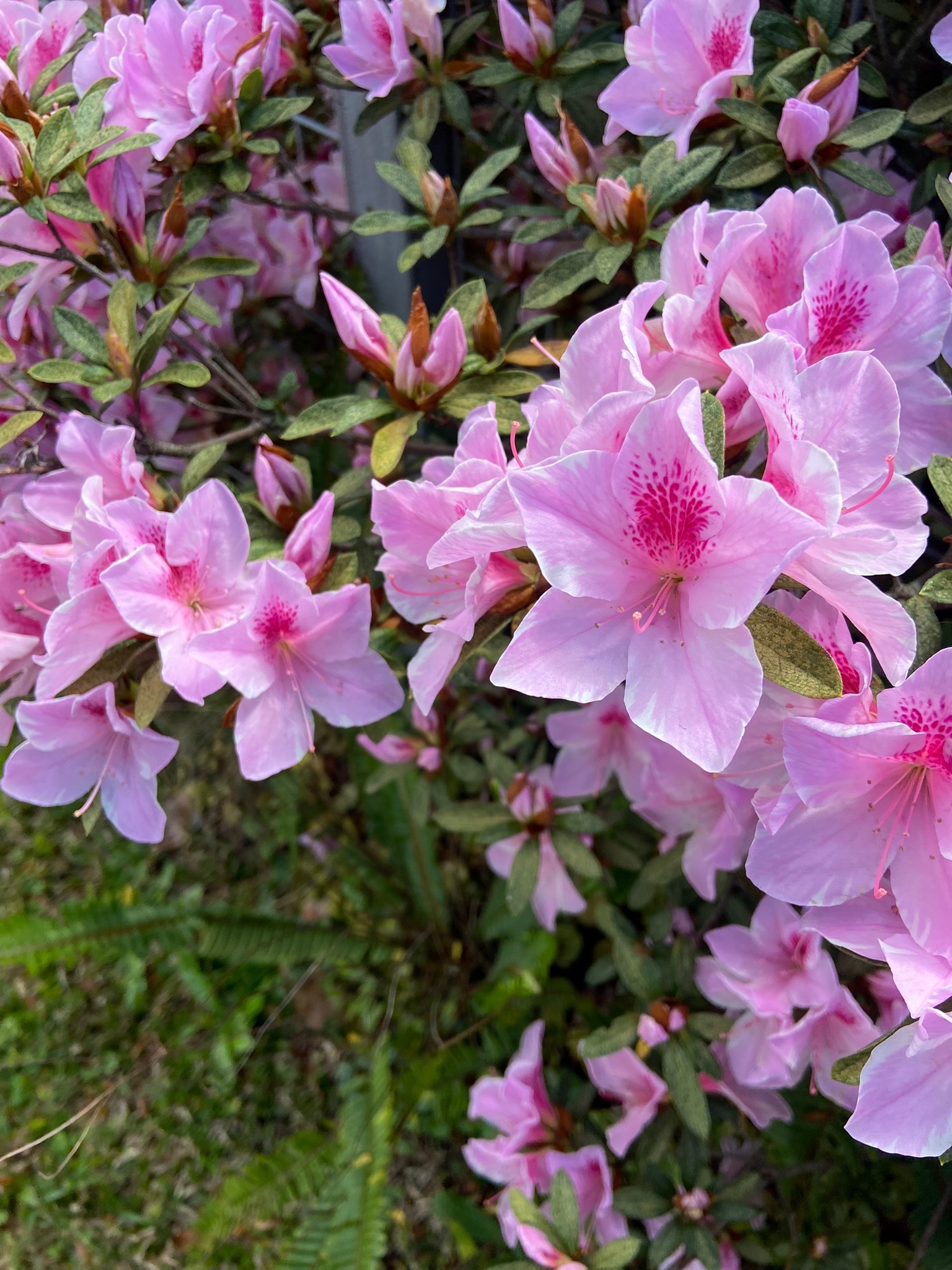 Heather banner image
