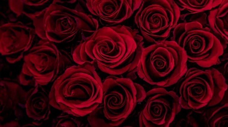 Claudia banner image