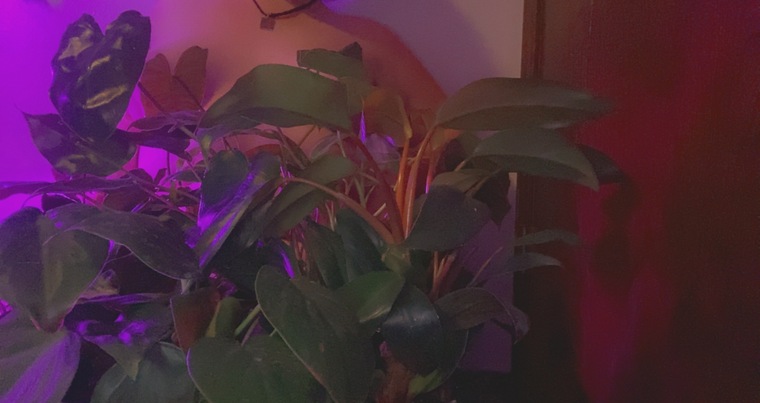 Flora cover image