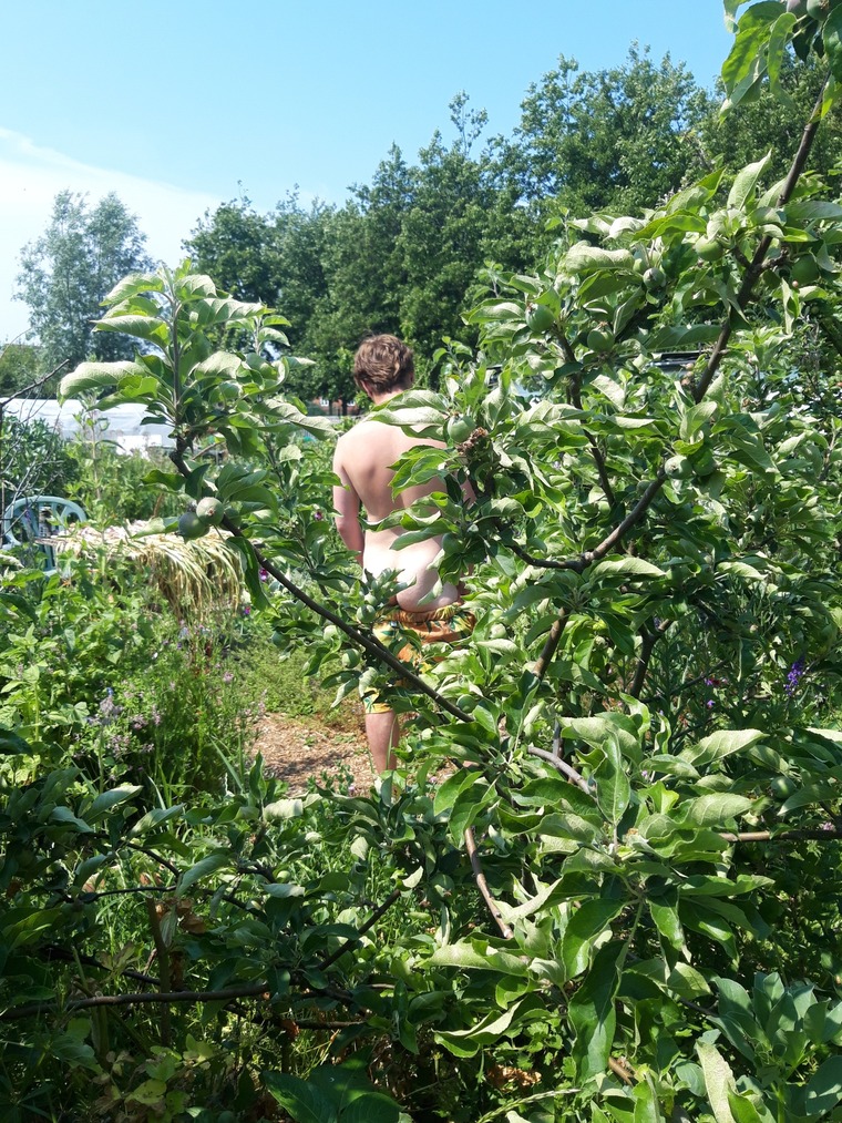 Alf growing and showing cover image