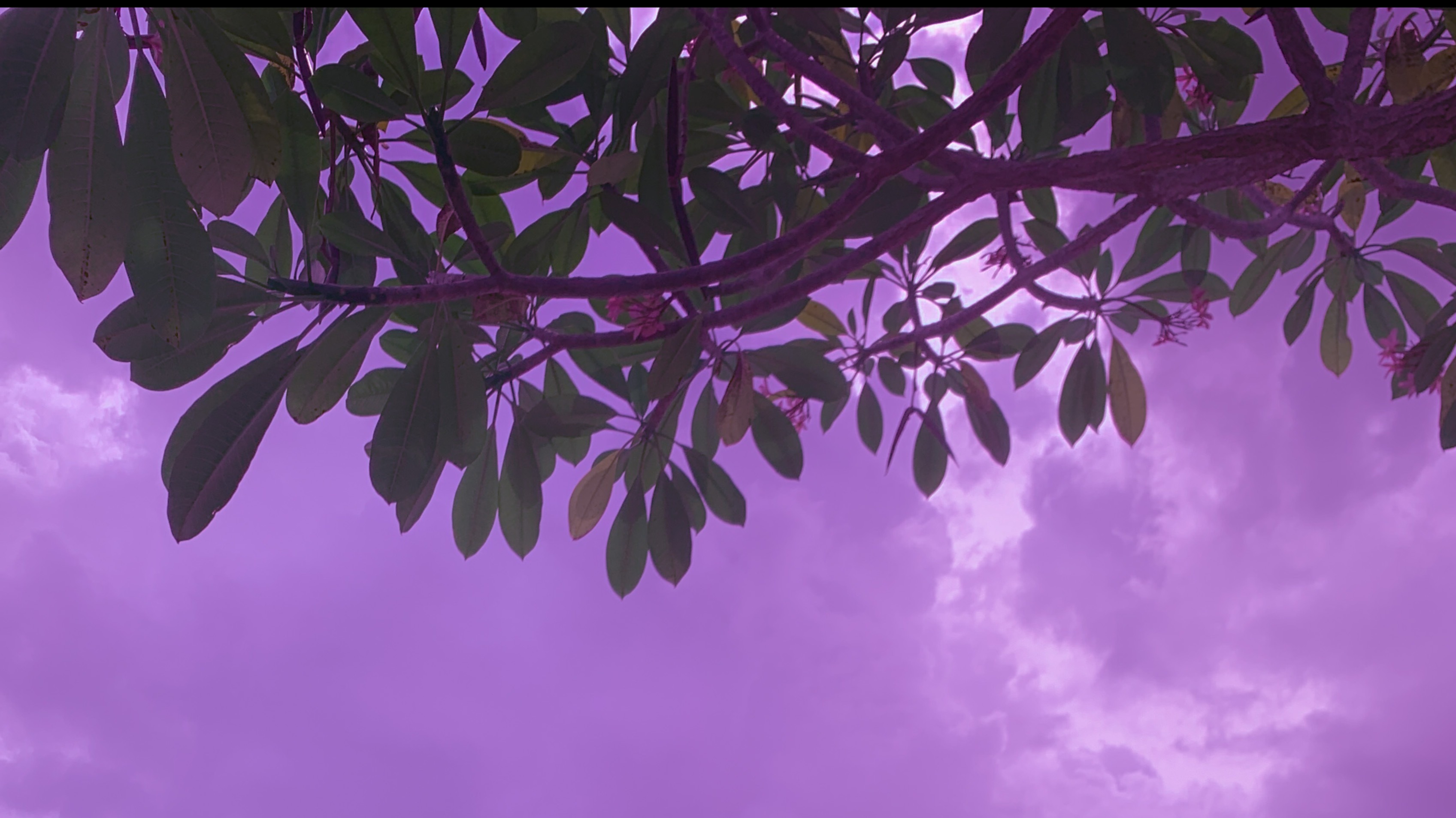 Cal Lee banner image