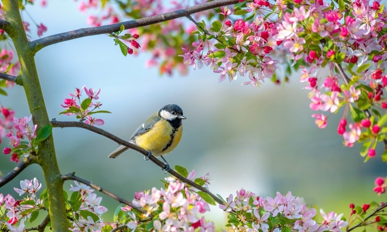 Honeybee banner image