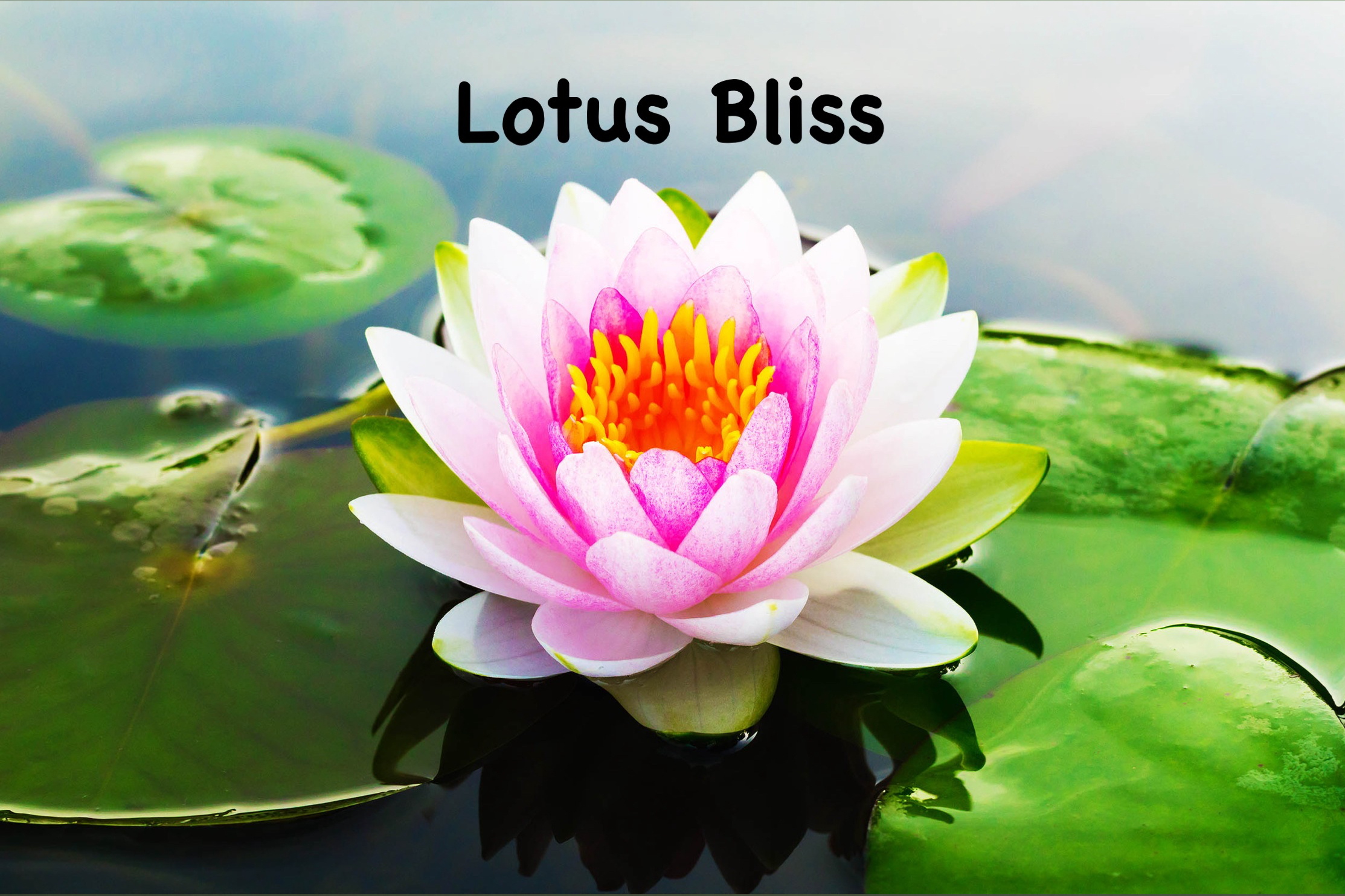 Lotus Bliss banner image
