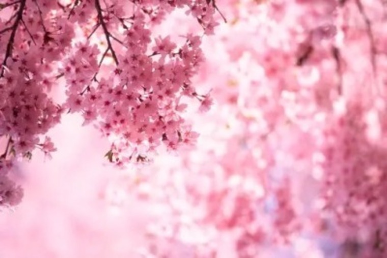 kitty banner image