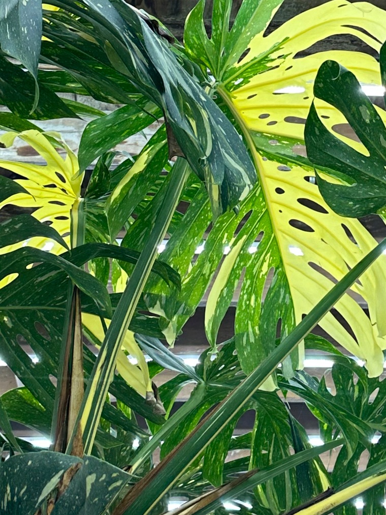 IceLotus444 banner image