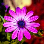 Ignacia34 avatar