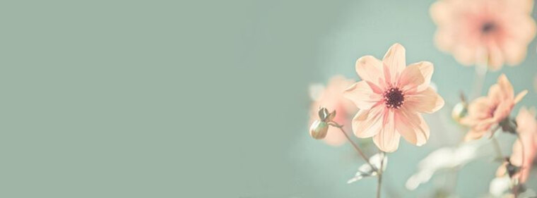 Iris πΉπ banner image