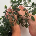 The Immaculate Foot avatar