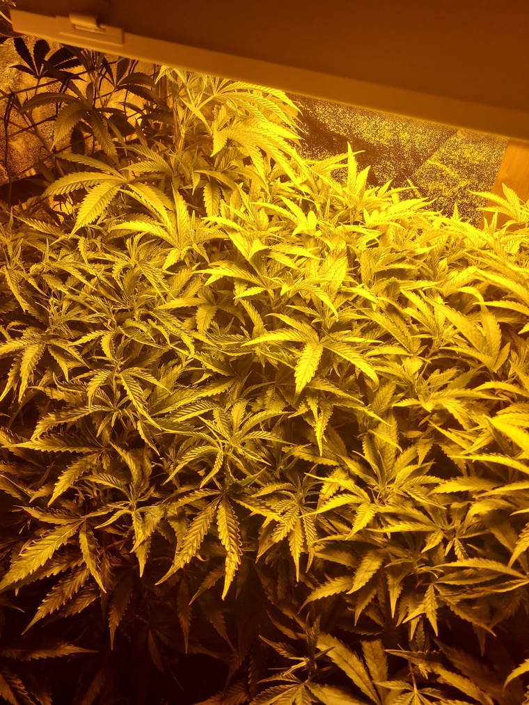 Incomin420 banner image