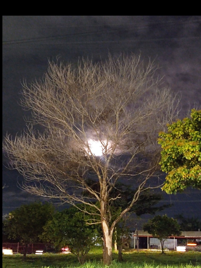 Índia Branca cover image