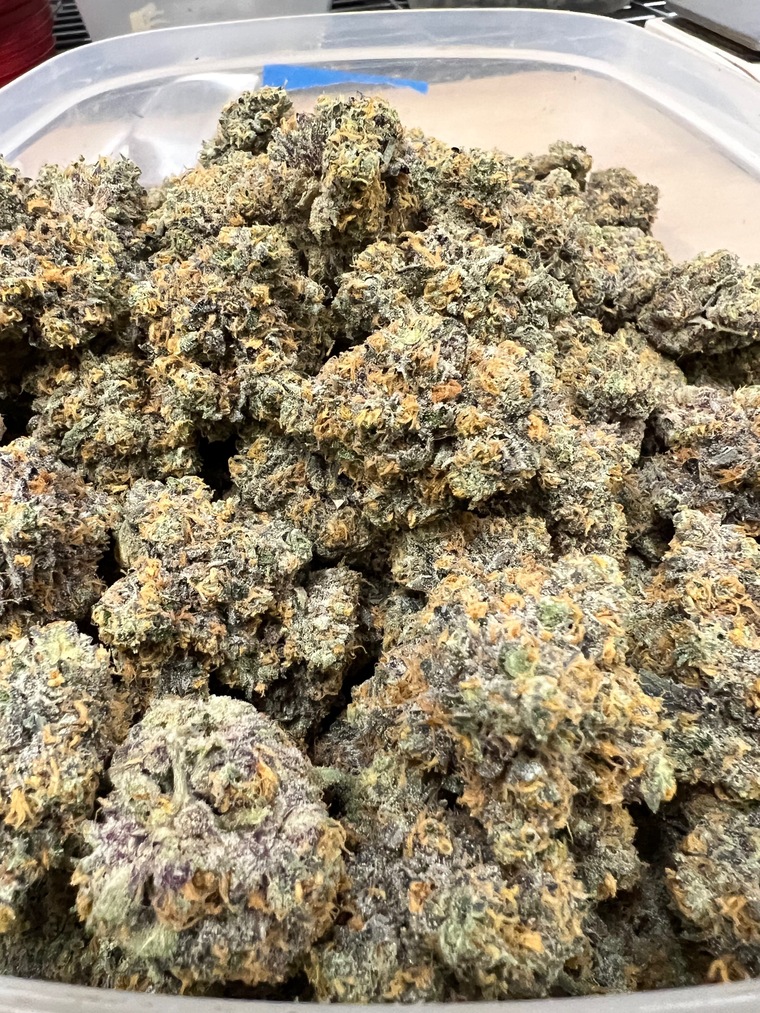 Indica banner image