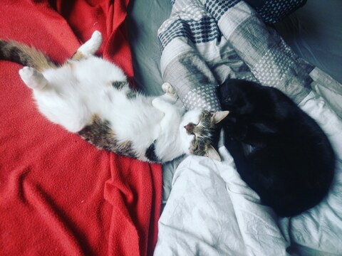 Littlekitties cover image